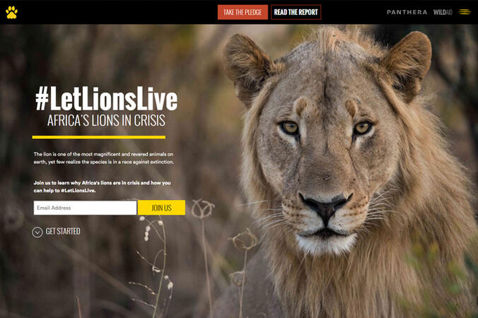 Let Lions Live A Fundraising site that raised over $80,000 and thousands of new subscribers for the Panthera foundation.